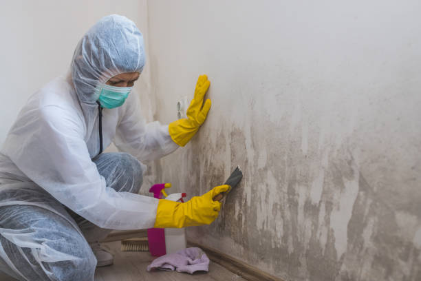 Best Home Mold Removal  in Pittsfield, MA