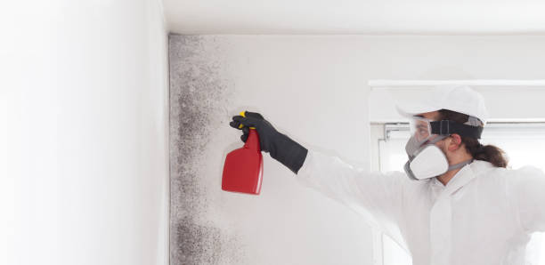 Best Mold Damage Repair  in Pittsfield, MA