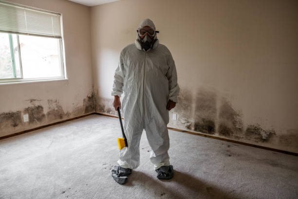 Pittsfield, MA Mold Removal Company