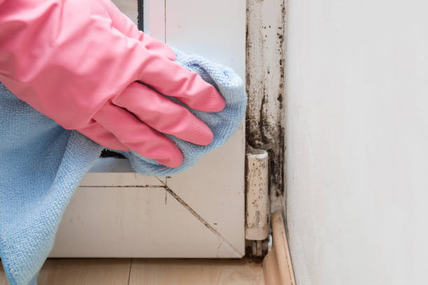 Best Mold Inspection  in Pittsfield, MA